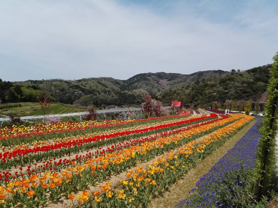 ごうおかだ2花